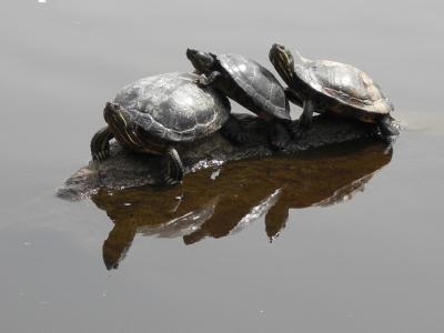 Прикрепленное изображение: chere.jpg